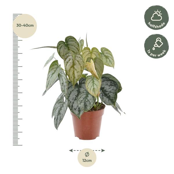 Philodendron Brandtianum - (Ø12cm, ⭥40cm)