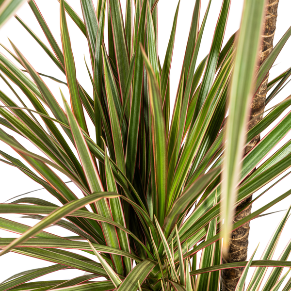 Dracaena Marginata "Bicolor" - Drachenbaum - (Ø21cm, ⭥120cm)