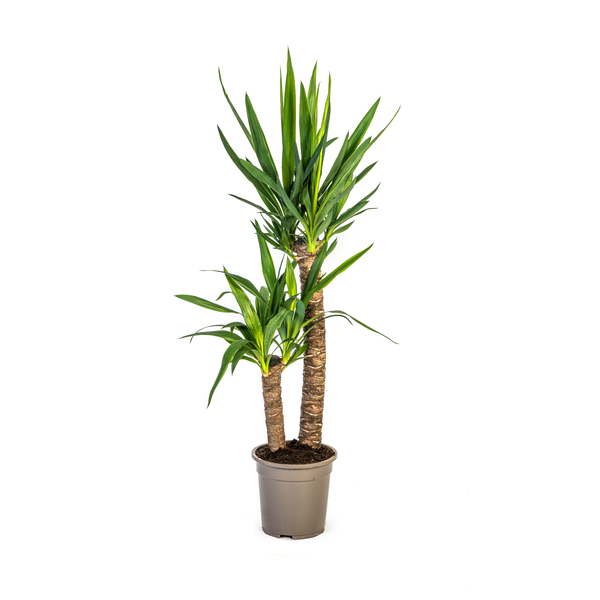 Yucca Elephantipes "Palmlilie" - (Ø19cm, ⭥80cm)