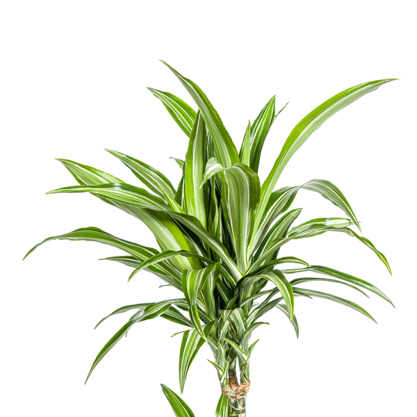 Dracaena Deremensis "White Stripe" - Drachenbaum - (Ø21cm, ⭥100cm)