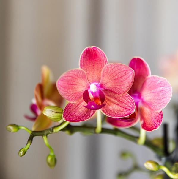 4 Stück - Phalaenopsis Orchideen -rote Schmetterlingsorchidee "Kongo" - 〈⭥35cm〉