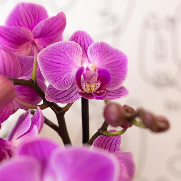 Phalaenopsis Orchidee - lila/rosa Orchidee "Mineral Vienna" - (Ø9cm)