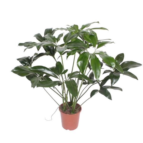 Philodendron Green Wonder - (Ø27cm, ⭥130cm)