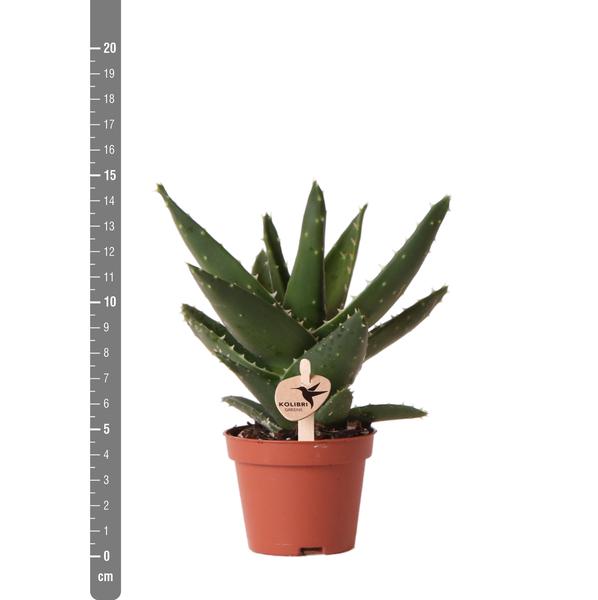 Sukkulente Aloe Brevifolia "Kurzblättrige Aloe" - 〈⭥15cm〉