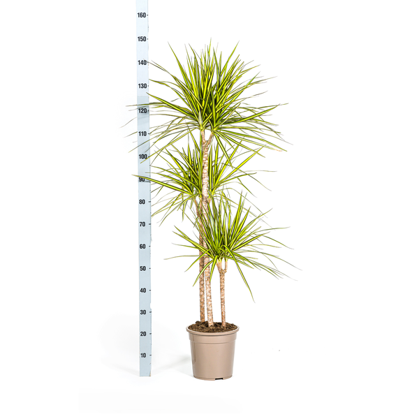 Dracaena Marginata "Sunray" - Drachenbaum - (Ø24cm, ⭥140cm)