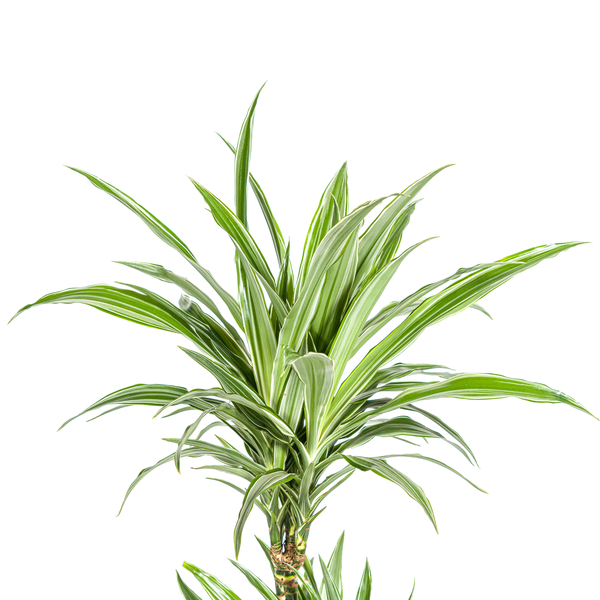 Pflanzenset "Dracaena 80cm Trio" - Pflegeleicht - Hawaiian Sunshine + Lemon Lime + White Stripe