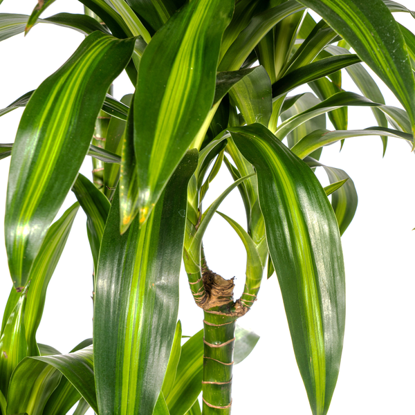 Dracaena Deremensis "Hawaiian Sunshine" - Drachenbaum - (Ø27cm, ⭥180cm)