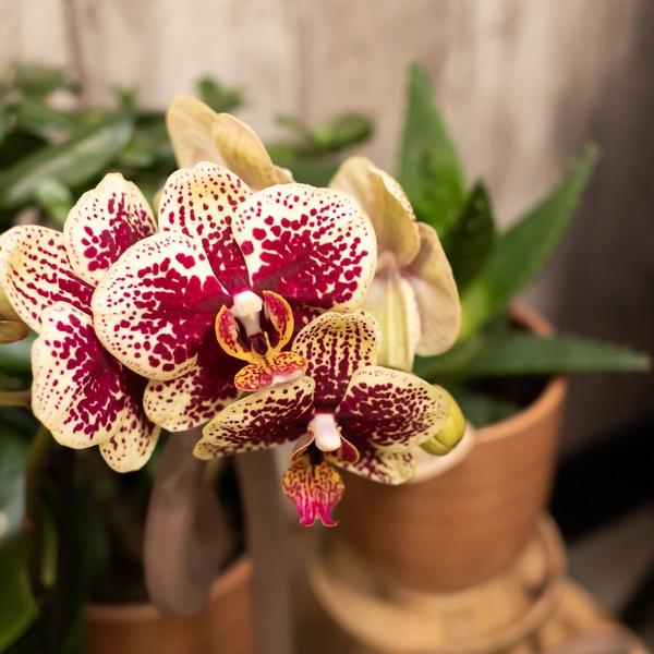 2 Stück - Phalaenopsis Orchideen - gelb/rote Schmetterlingsorchidee "Spanien" - 〈⭥35cm〉