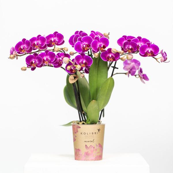 Phalaenopsis Orchidee - lila Orchidee "Morelia"  - (Ø9cm)