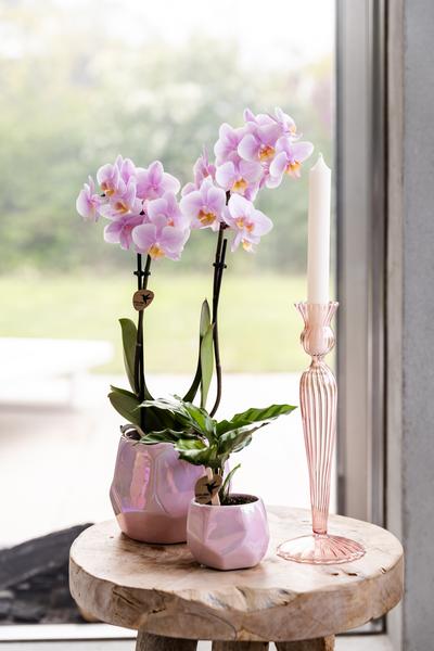 Phalaenopsis Orchidee - rosa Orchidee "Andorra" - (Ø9cm)