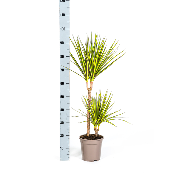 Dracaena Marginata "Sunray" - Drachenbaum - (Ø19cm, ⭥90cm)