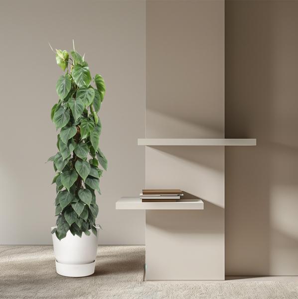 Philodendron Scandens "Kletter-Philodendron" - (Ø27cm, ⭥160cm)