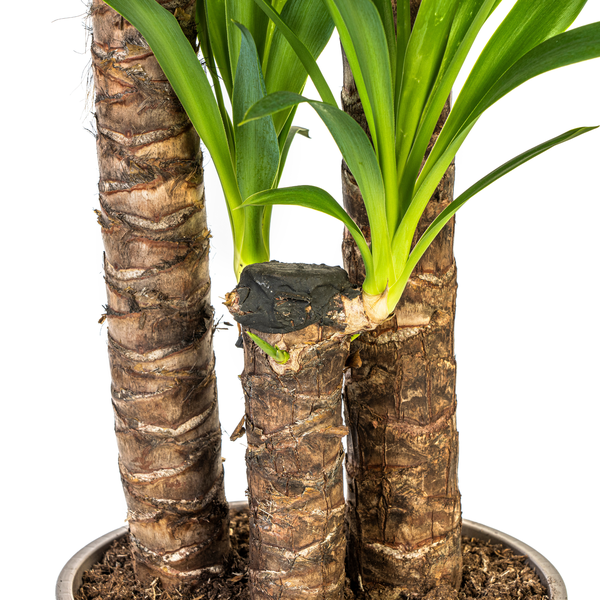 Yucca Elephantipes "Palmlilie" - (Ø24cm, ⭥130cm)