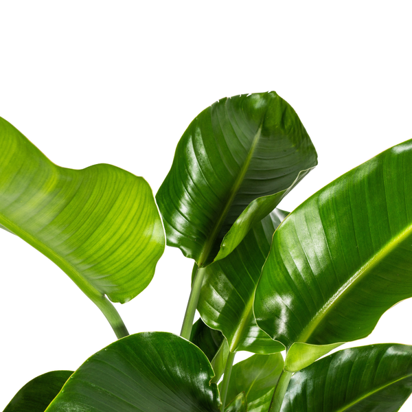 Strelitzia Nicolai - "Paradiesvogelblume" - ⭥100cm