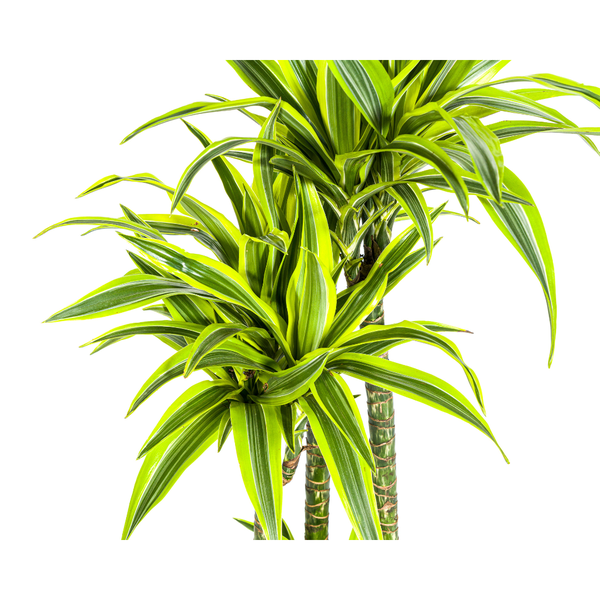 Dracaena Deremensis "Lemon Lime" - Drachenbaum - (Ø27cm, ⭥180cm)