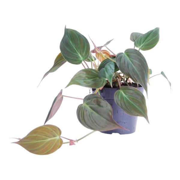 Philodendron Scandens "Micans" - (Ø12cm, ⭥30cm)