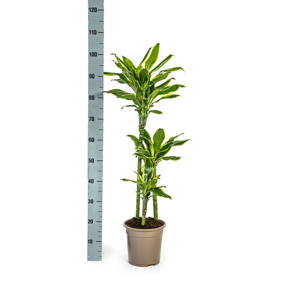 Dracaena Fragrans "Golden Coast" - Drachenbaum - (Ø21cm, ⭥100cm)