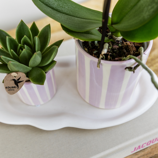 Keramik Pflanztopf Painted Stripe - Pink - Ø6cm