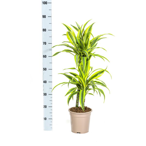 Pflanzenset "Dracaena 80cm Trio" - Pflegeleicht - Hawaiian Sunshine + Lemon Lime + White Stripe