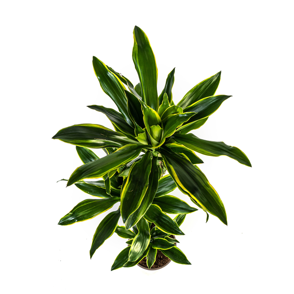 Dracaena Fragrans "Golden Coast" - Drachenbaum - (Ø24cm, ⭥140cm)