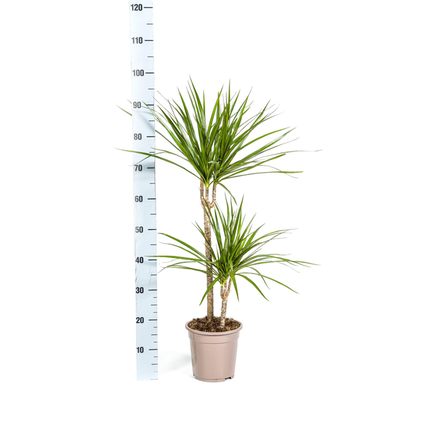 Dracaena Marginata "Green" - Drachenbaum - 〈⭥80cm〉