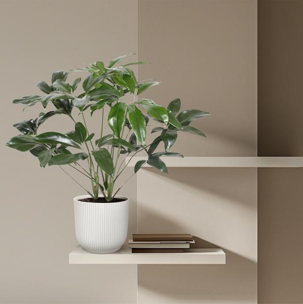 Philodendron Green Wonder - (Ø27cm, ⭥130cm)