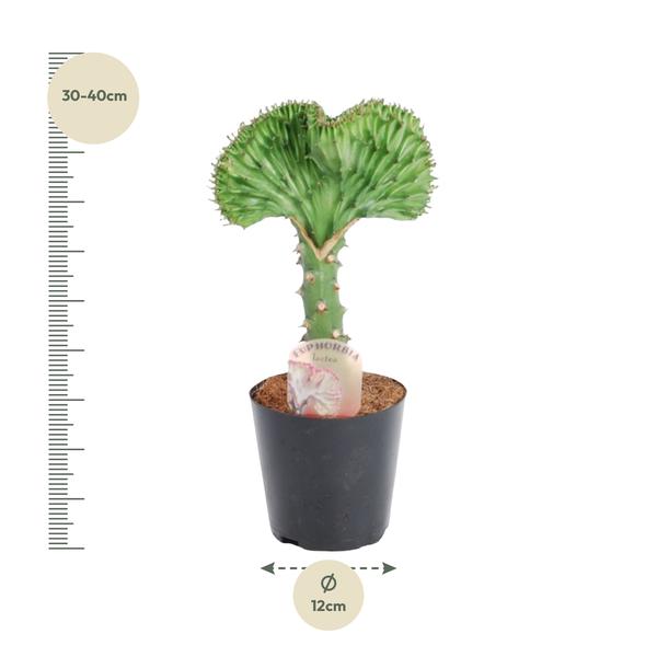 Euphorbia Lactea Cristata "Grün" - (Ø12cm, ⭥40cm)