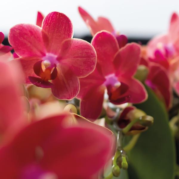 2er Set Phalaenopsis Orchideen - rote Orchidee "Kongo" - (Ø9cm)