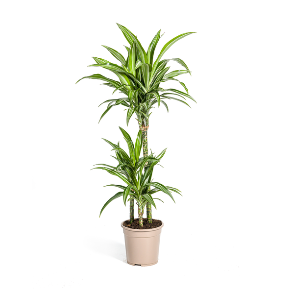 Dracaena Deremensis "White Stripe" - Drachenbaum - (Ø21cm, ⭥100cm)