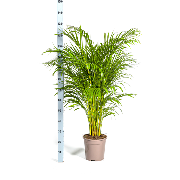 Dypsis Lutescens "Goldfruchtpalme" - 〈⭥130cm〉