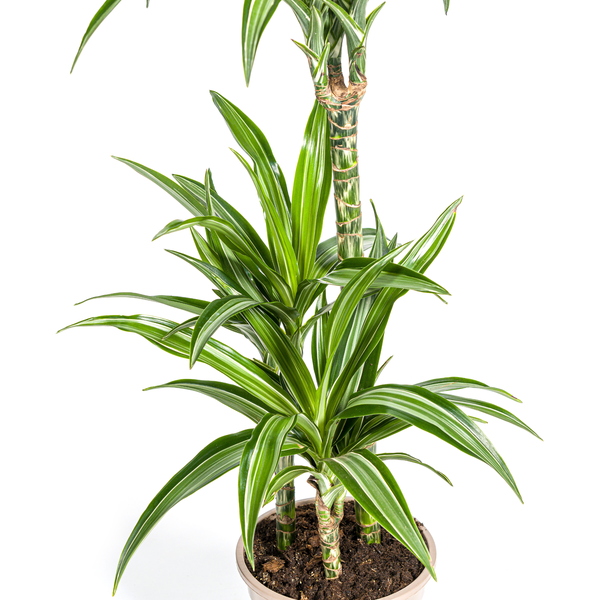 Dracaena Deremensis "White Stripe" - Drachenbaum - (Ø21cm, ⭥100cm)