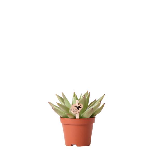 Sukkulente Echeveria Miranda - (Ø6cm - ⭥9cm)