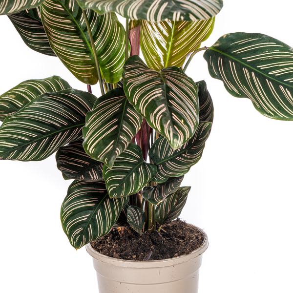 Calathea Sanderiana - (Ø17cm, ⭥50cm)