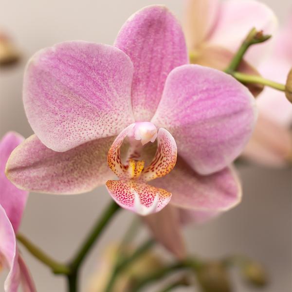 4 Stück - Phalaenopsis Orchideen - rosa Schmetterlingsorchidee "Andorra" - 〈⭥35cm〉