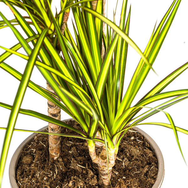 Dracaena Marginata "Sunray" - Drachenbaum - (Ø21cm, ⭥110cm)