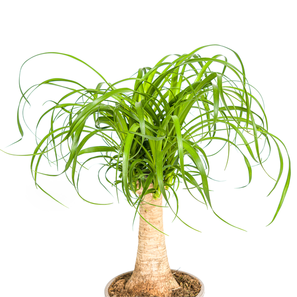 Beaucarnea Recurvata ⭥50cm – Elefantenfuß