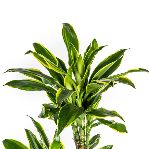 Dracaena Fragrans "Golden Coast" - Drachenbaum - (Ø24cm, ⭥140cm)