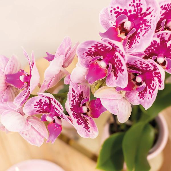 4er Set Phalaenopsis Orchideen - rosa/lila Orchidee "El Salvador" - (Ø9cm)