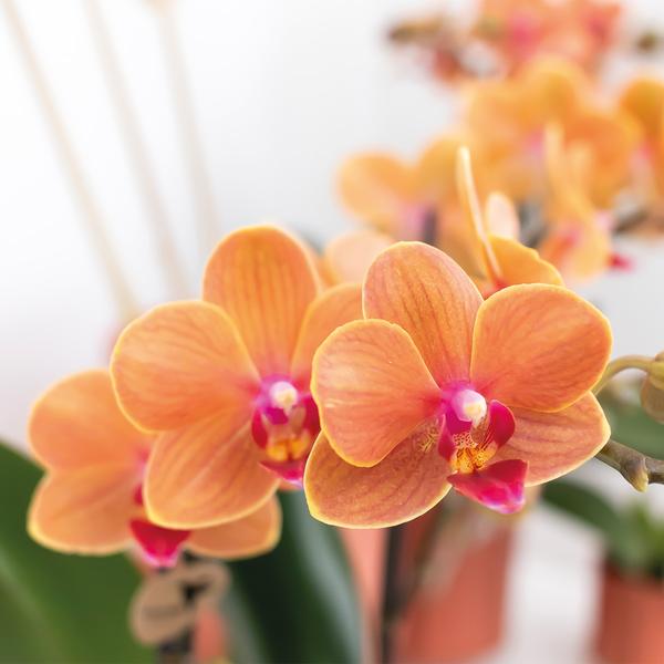 Phalaenopsis Orchidee - orangene Orchidee "Mineral Bolzano" - (Ø9cm)