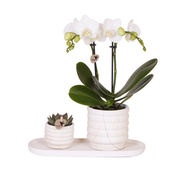 Design-Duo im Topf - Sukkulente Echeveria und Phalaenopsis Orchidee "Lausanne" - inkl. weißer Keramik Ziertöpfe und Tablett - (Ø6 & 9cm, ⭥12 & 35cm)