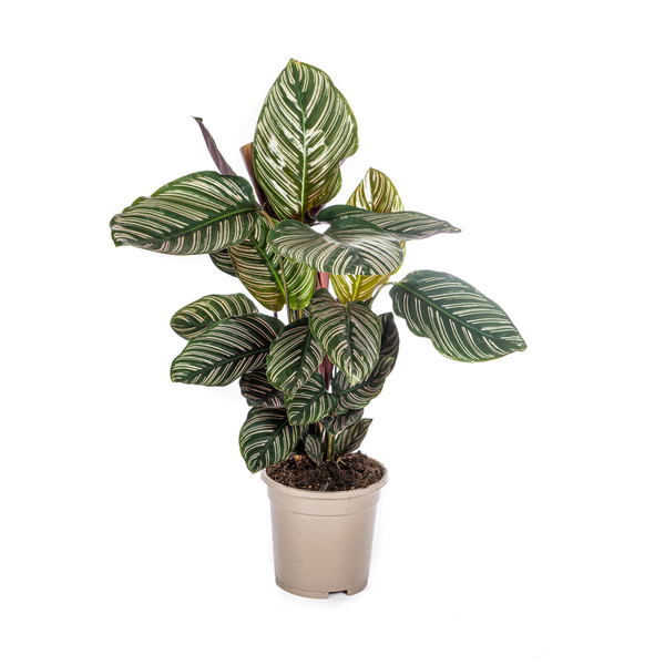 Calathea Sanderiana - (Ø17cm, ⭥50cm)