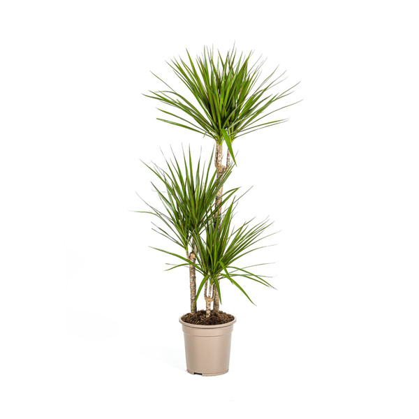 Dracaena Marginata "Green" - Drachenbaum - (Ø21cm, ⭥120cm)