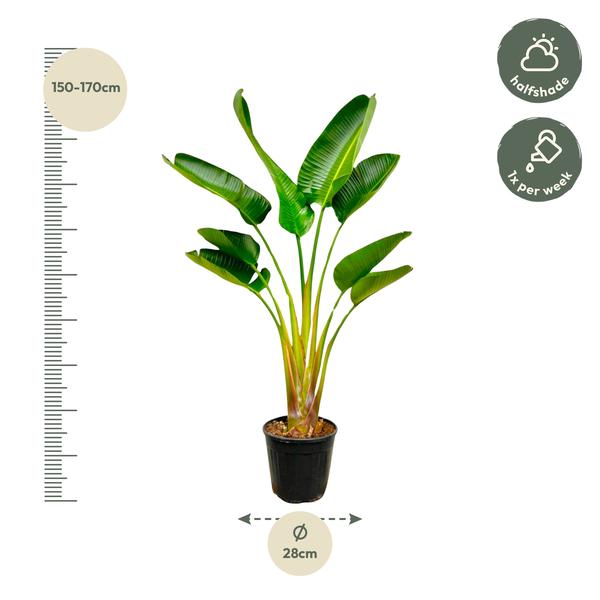 Strelitzia Augusta "Weiße Paradiesvogelblume" - (Ø28cm, ⭥170cm)