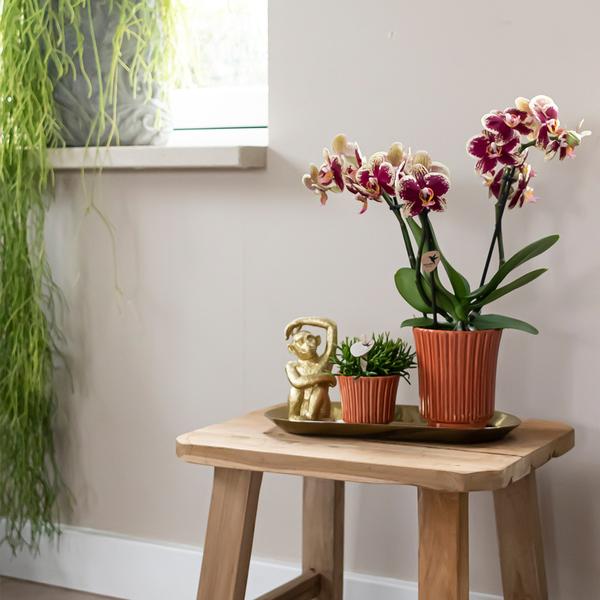 4er Überraschungsbundle Phalaenopsis Orchideen - einfarbige Orchideen - (Ø9cm)