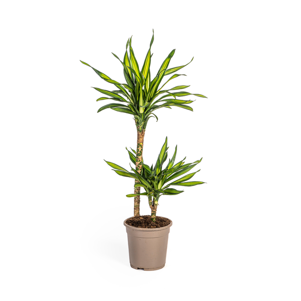 Dracaena Deremensis "Rikki" - Drachenbaum - (Ø19cm, ⭥80cm)