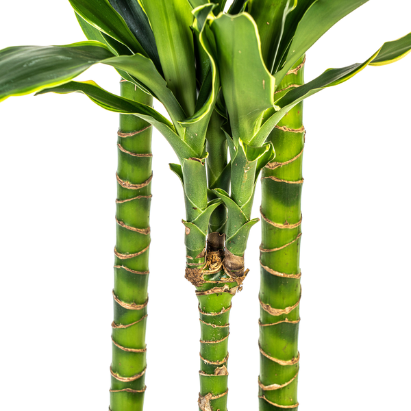 Dracaena Fragrans "Golden Coast" - Drachenbaum - (Ø24cm, ⭥140cm)