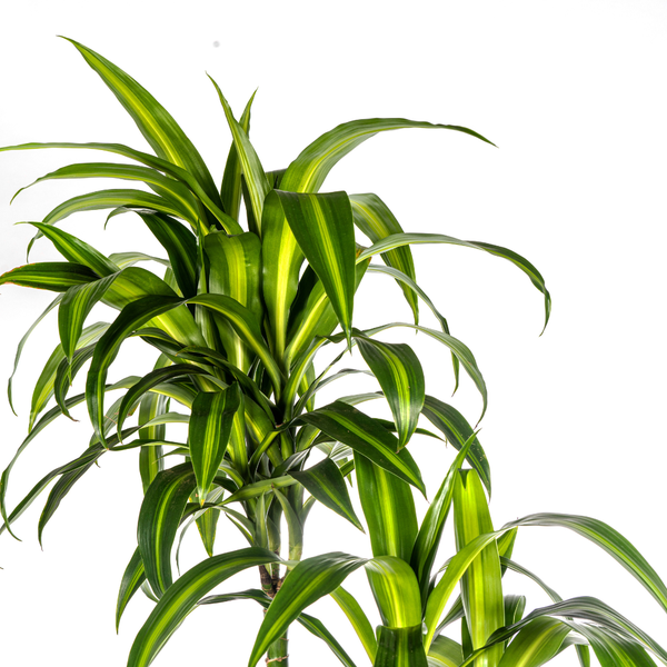 Dracaena Deremensis "Hawaiian Sunshine" - Drachenbaum - (Ø27cm, ⭥180cm)