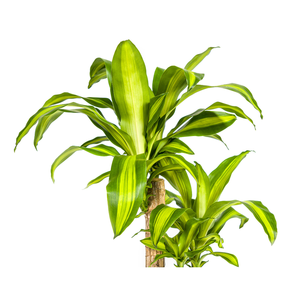 Dracaena Fragrans "Massangeana" - Drachenbaum -  (Ø19cm, ⭥80cm)