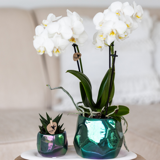 Keramik Pflanztopf Pearl - Grün - Ø9cm