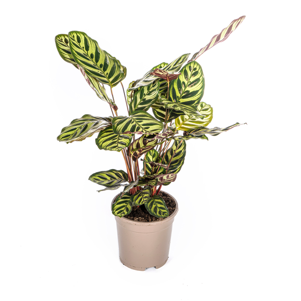 Pflanzenset "Calathea Blattzauber" - Tierfreundlich - (Ø17cm, ⭥50cm)